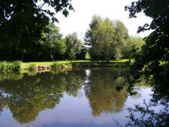 Grossansicht in neuem Fenster: Kläranlage - Biotop