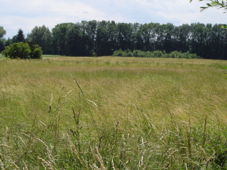 Ökokontofläche - Artenreiches Grünland in Ampermoching 2001 Ökokontofläche - Artenreiches Grünland in Ampermoching 2001