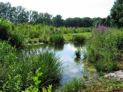 Grossansicht in neuem Fenster: Ausgleichsfläche an der Würm (3) Grossansicht in neuem Fenster: Ausgleichsfläche an der Würm (3)