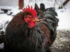 Vogelgrippe in Bayern wieder auf dem Vormarsch