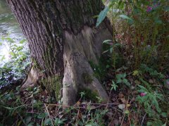 Wasserwirtschaftsamt führt am Würmkanal Baumfällungen durch