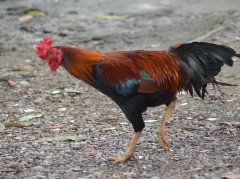 Vogelgrippe: Informationen und Schutzmaßnahmen Vogelgrippe: Informationen und Schutzmaßnahmen